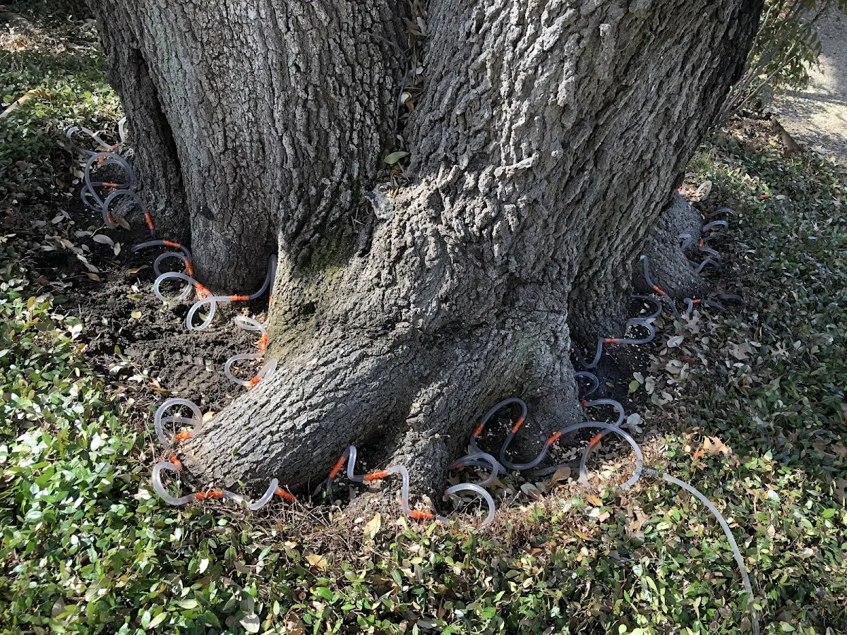 Detailed Shrub and Hedge Trimming job site in Lyons
