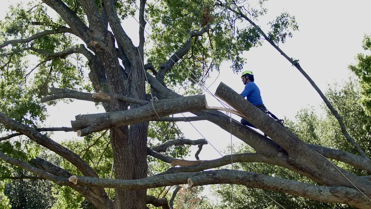 Professional Crown Thinning performed by certified arborists in Lyons